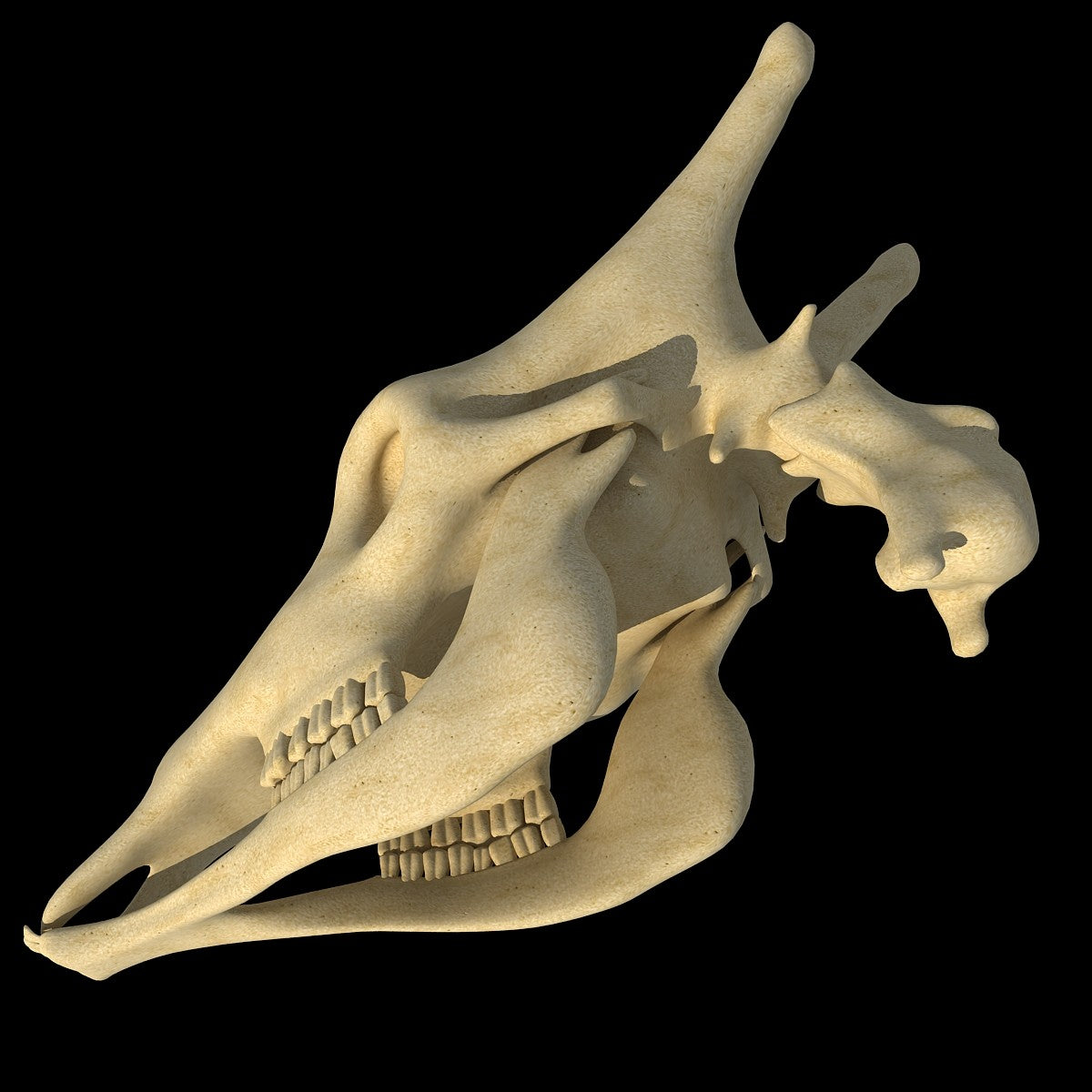 Giraffe Skull