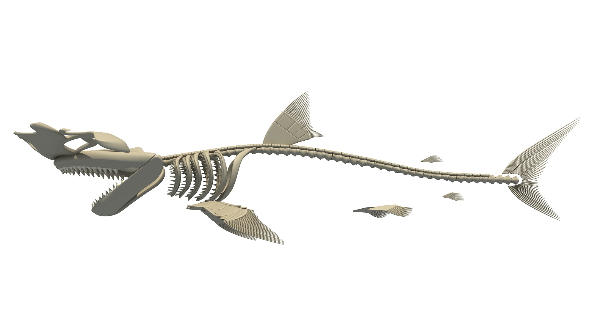 Hammerhead Shark Skeleton