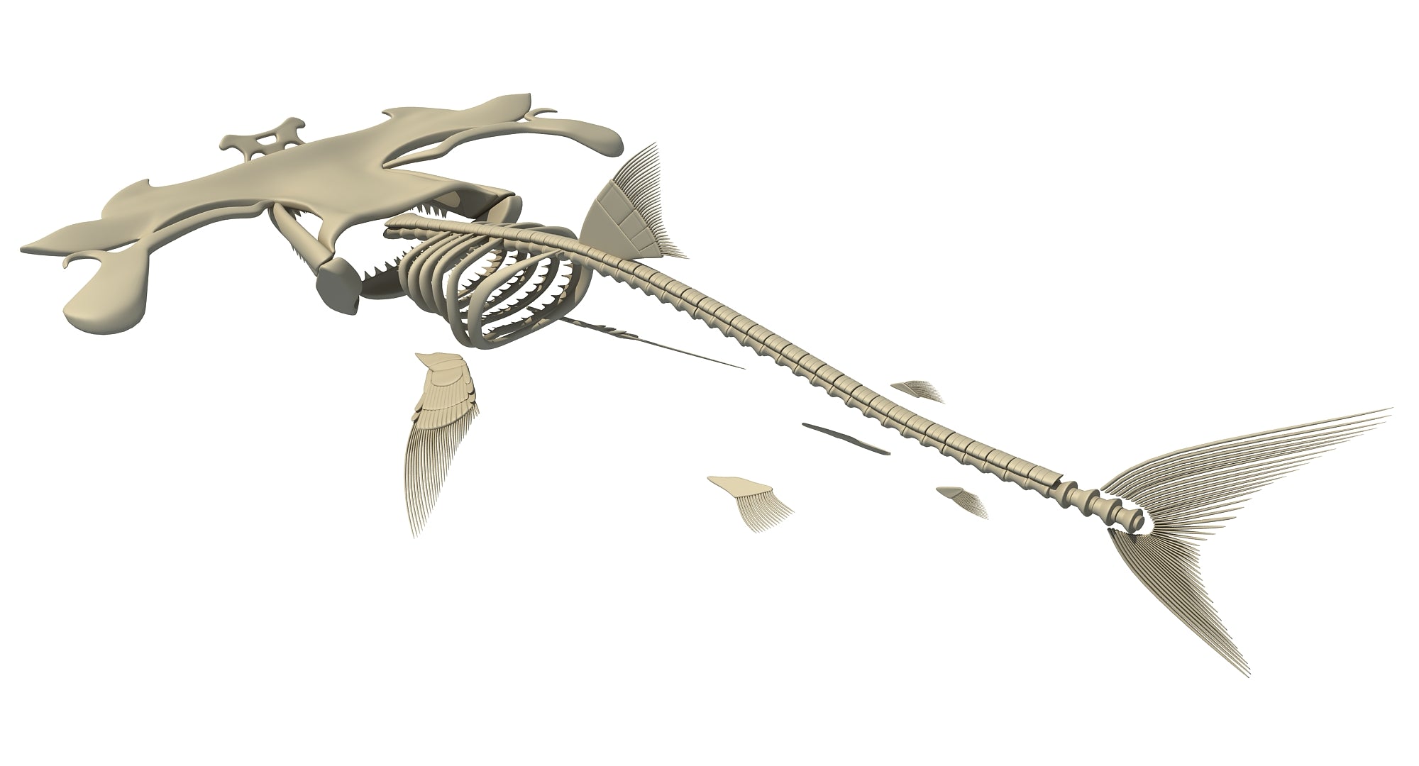 Hammerhead Shark Skeleton
