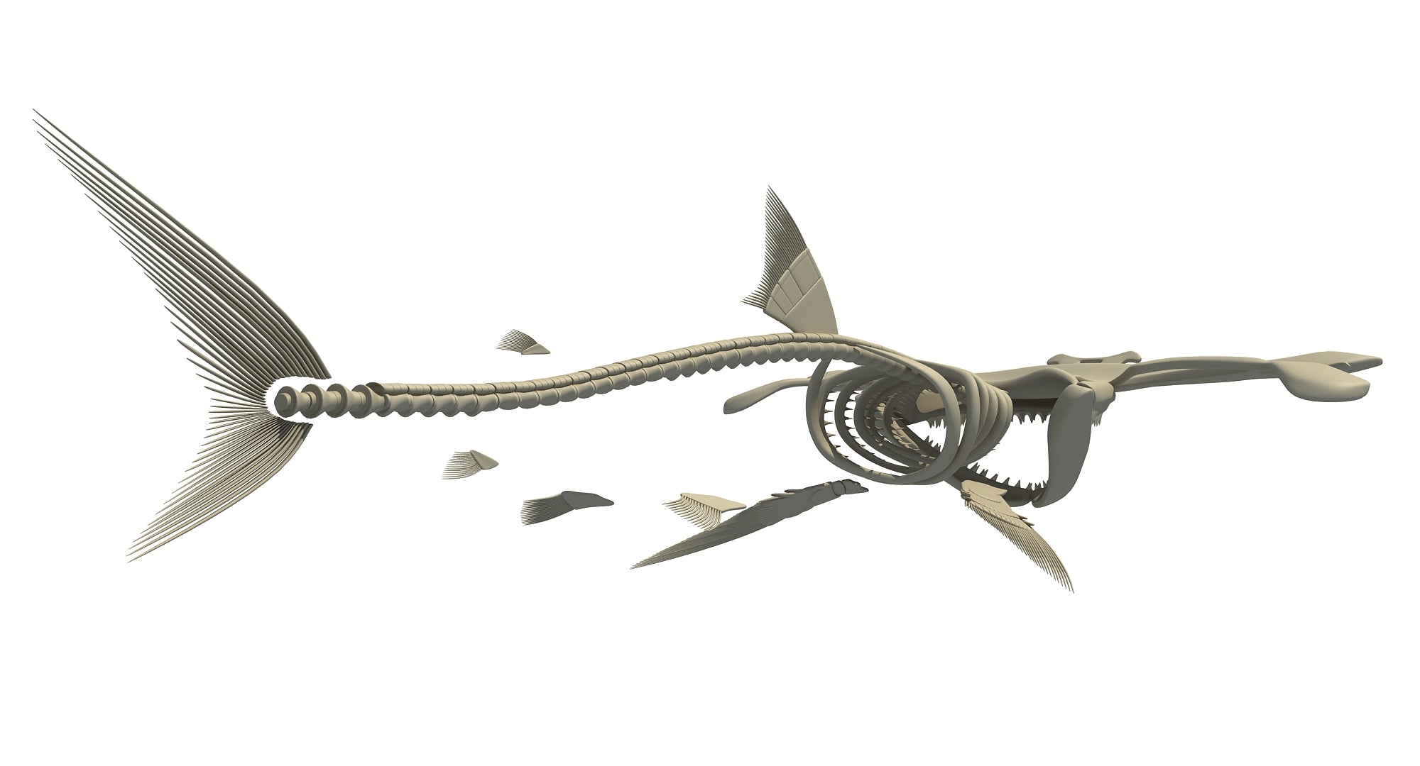 Hammerhead Shark Skeleton