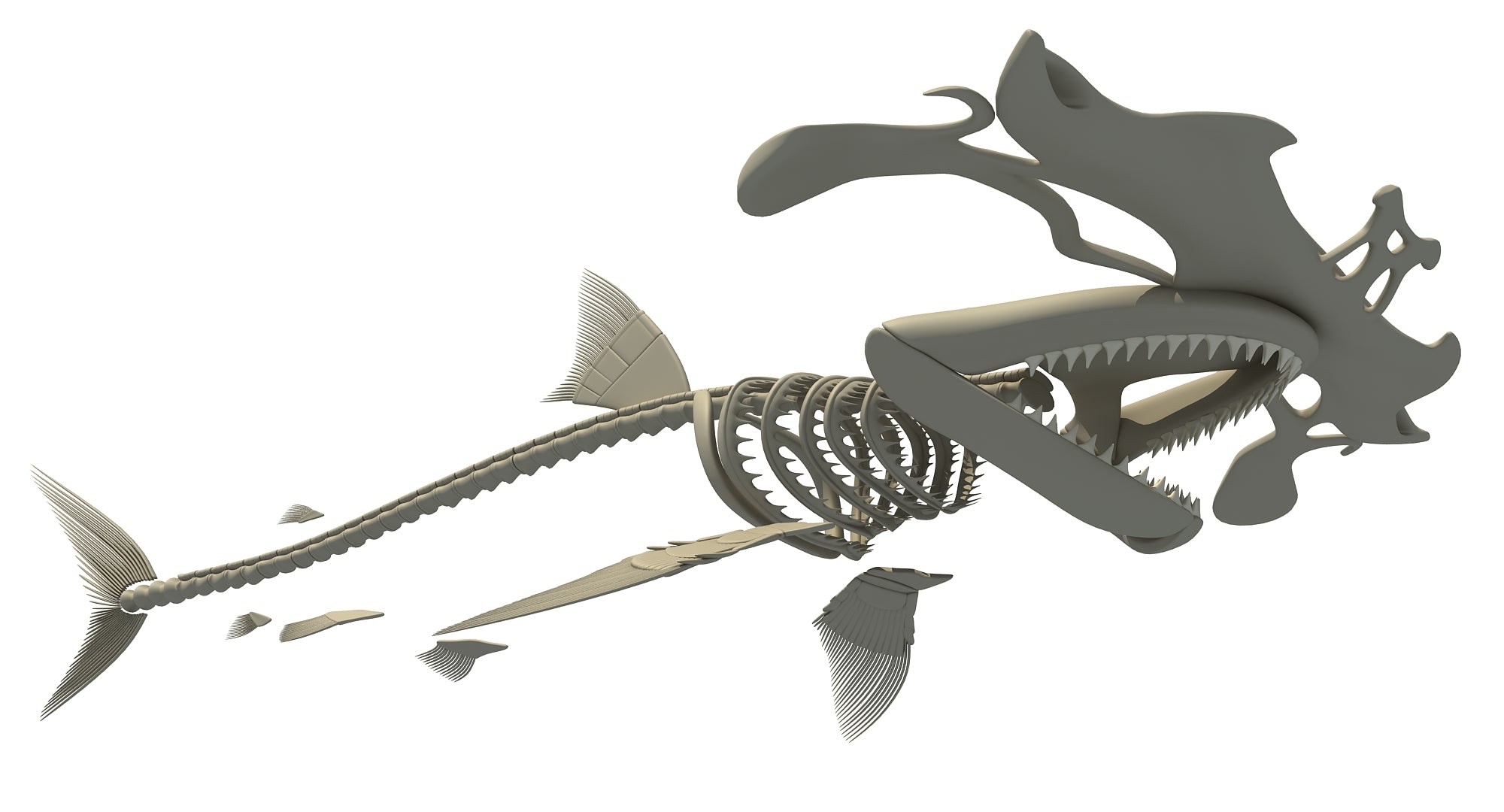 Hammerhead Shark Skeleton