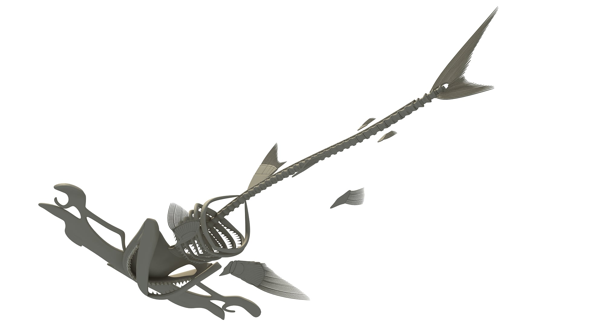 Hammerhead Shark Skeleton