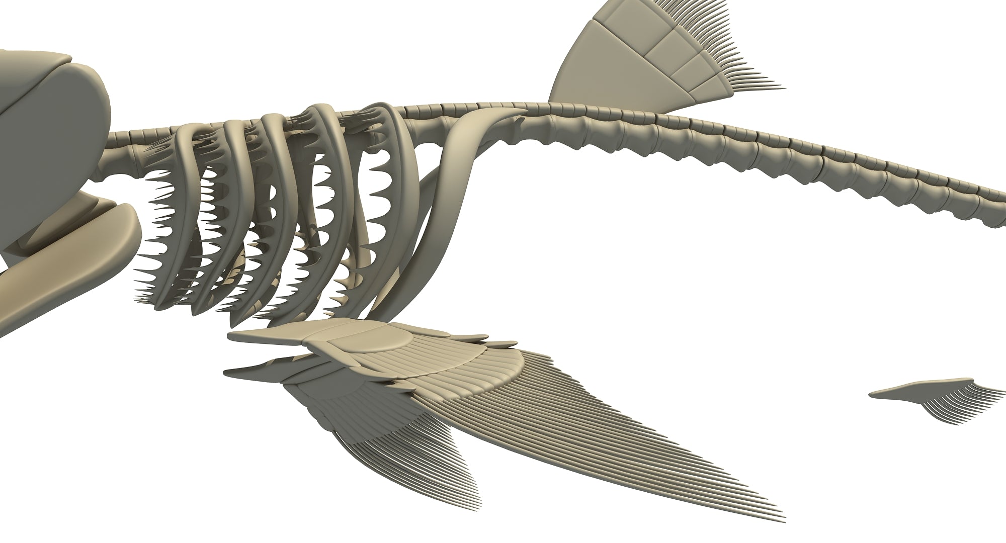 Hammerhead Shark Skeleton