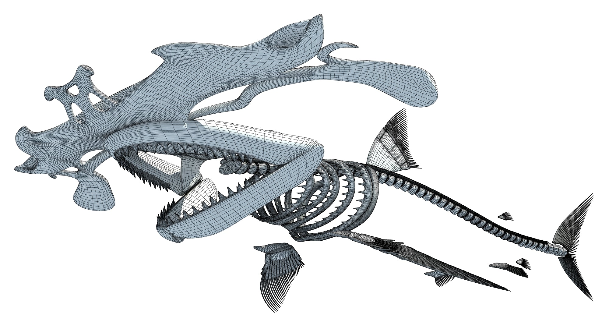 Hammerhead Shark Skeleton