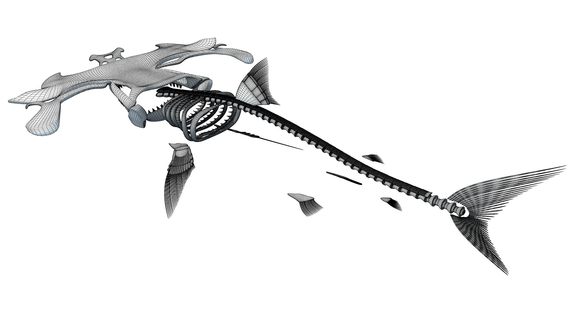 Hammerhead Shark Skeleton