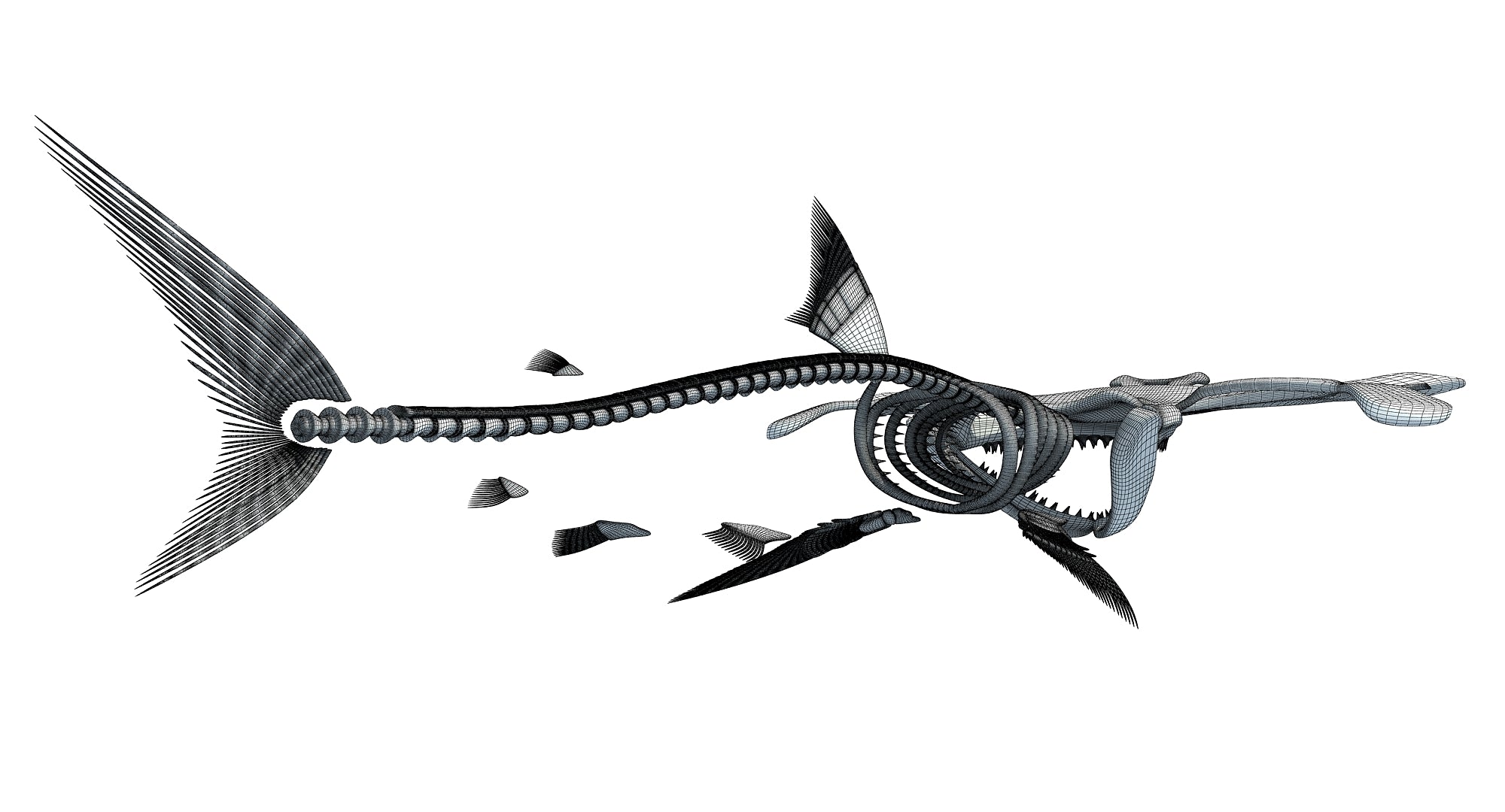 Hammerhead Shark Skeleton