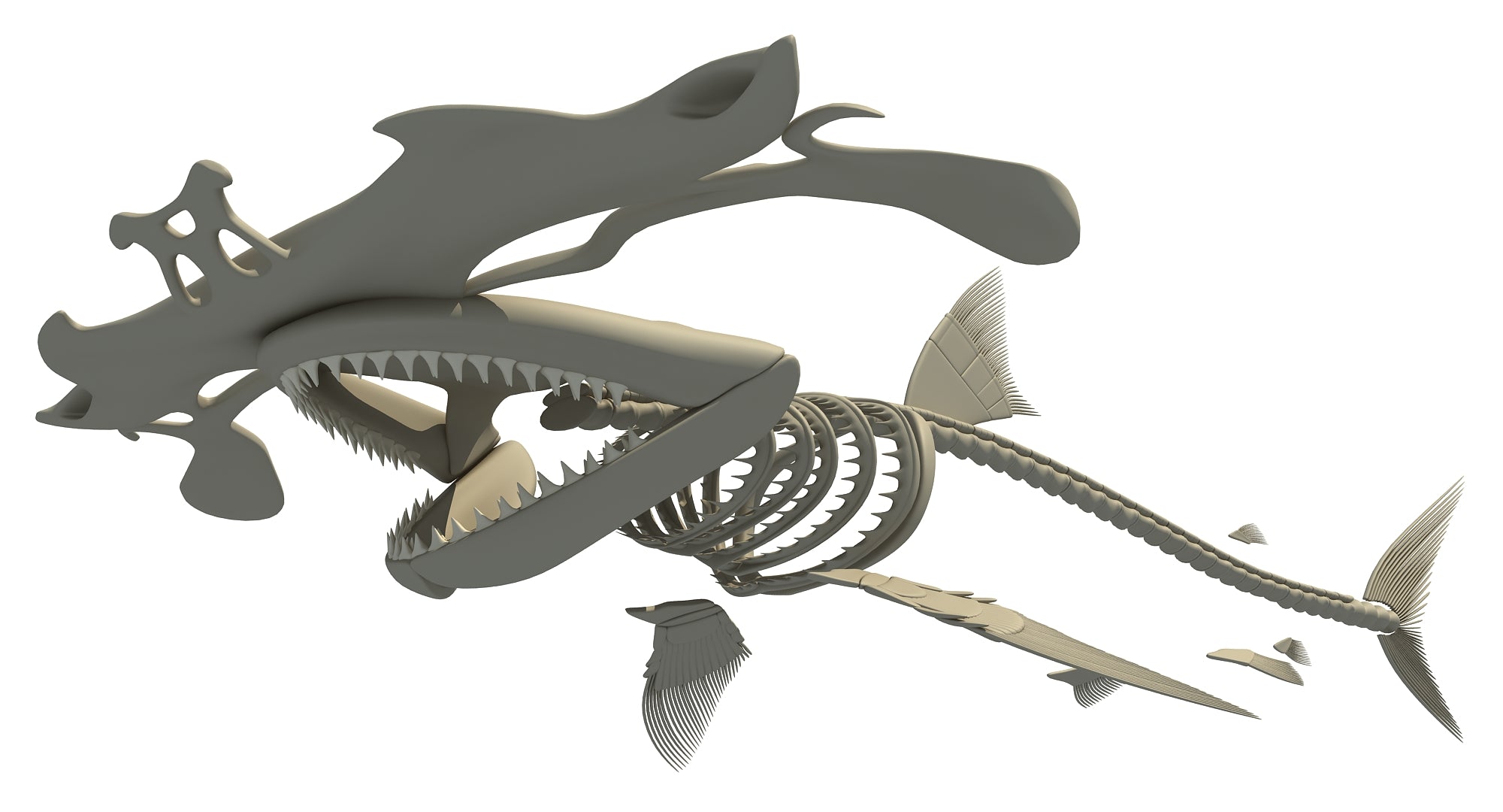 Hammerhead Shark Skeleton