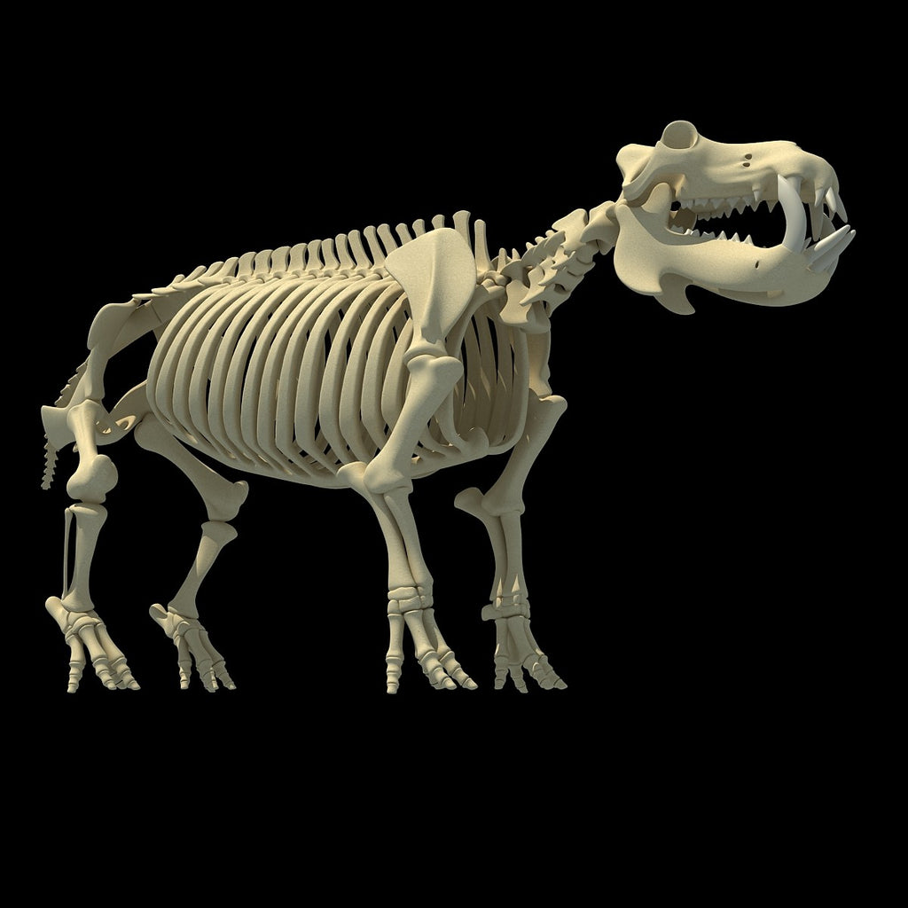 River Horse Skeleton