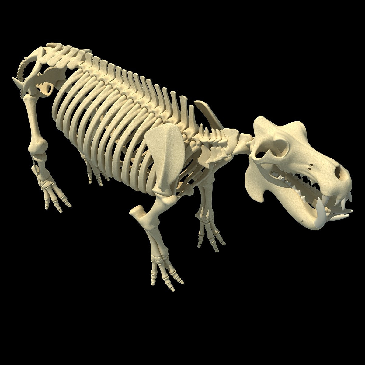 River Horse Skeleton