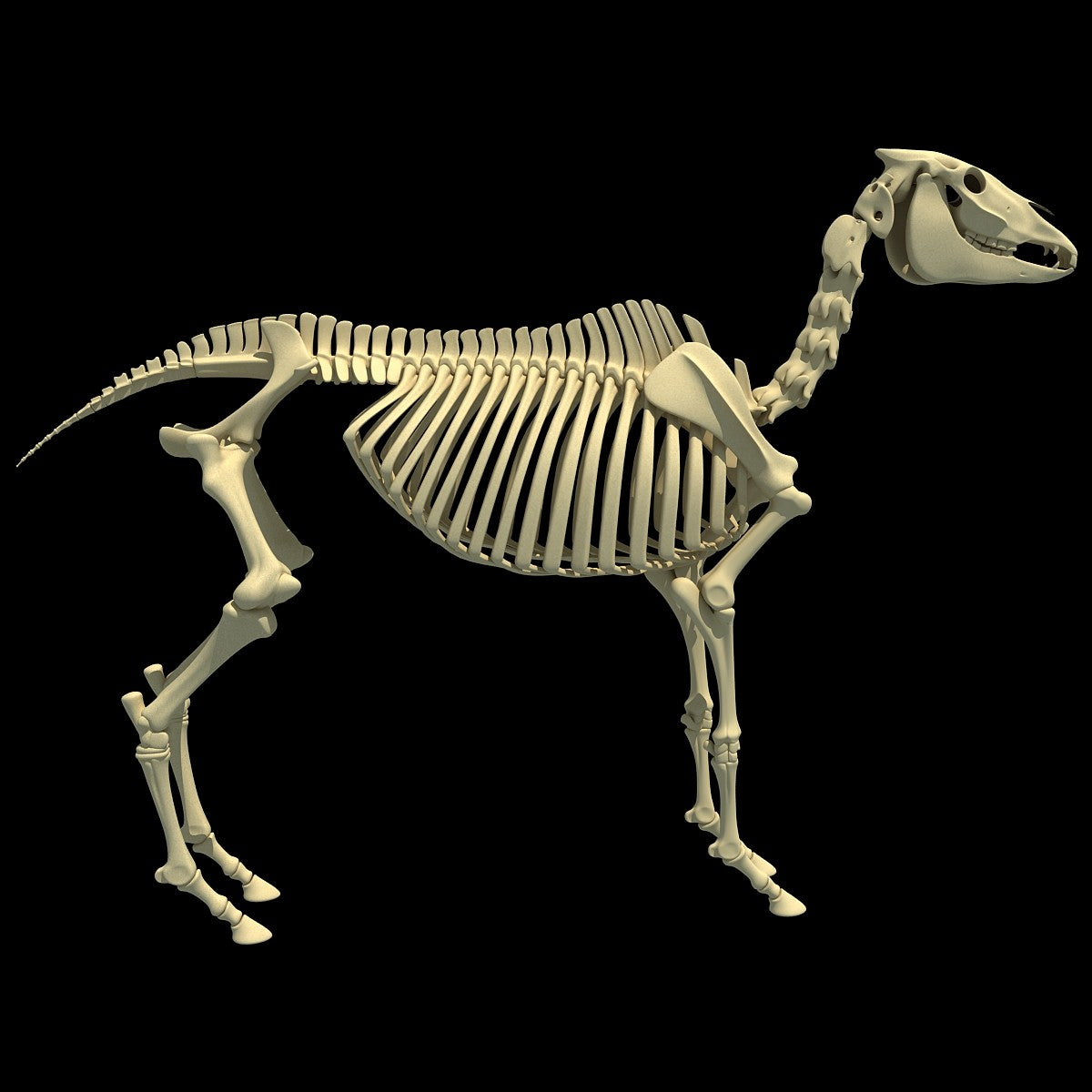 Horse Skeleton 3D Model