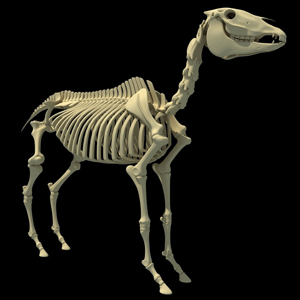 Horse Skeleton 3D Model