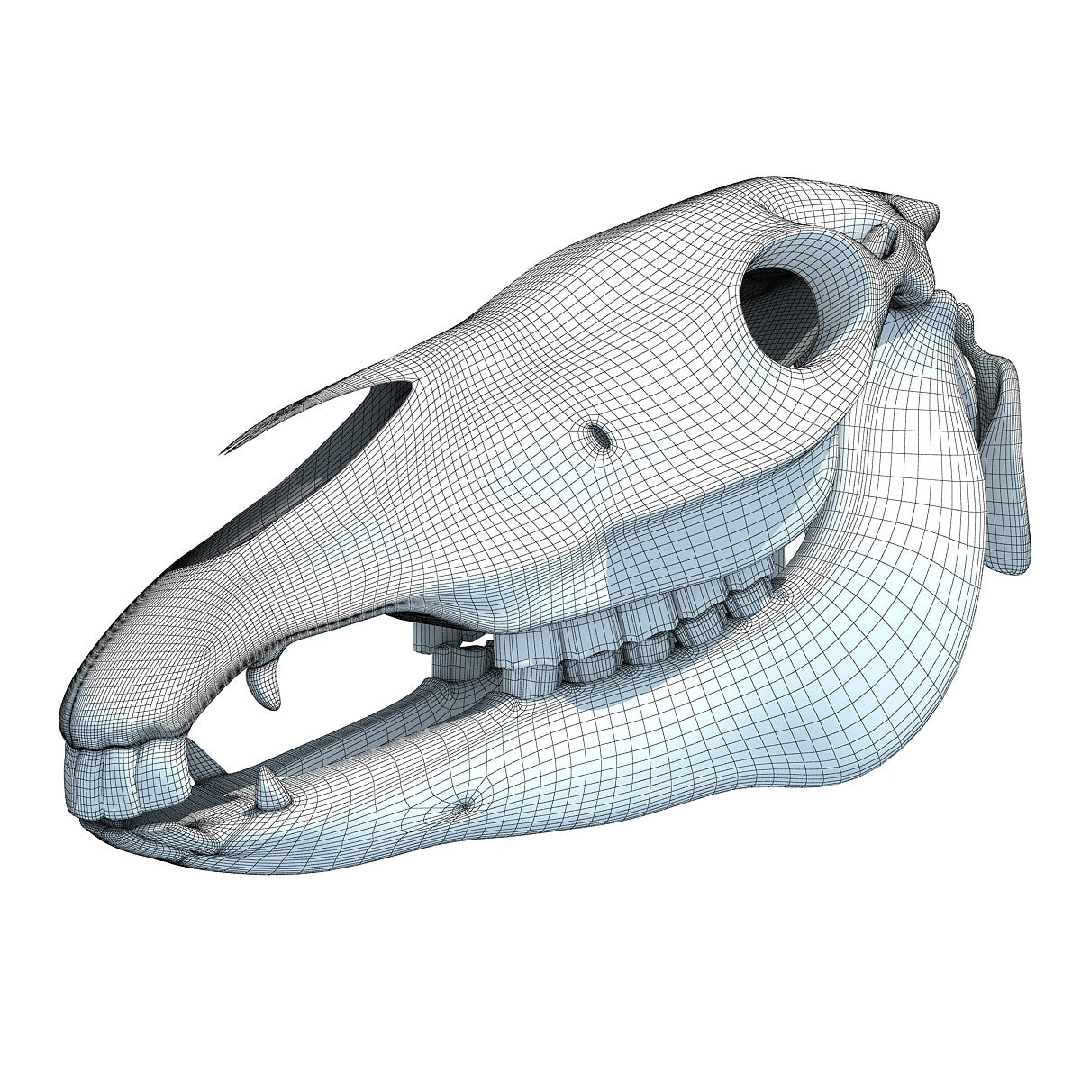 Horse Skull 3D Model