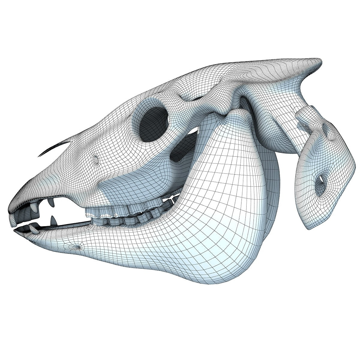 Horse Skull 3D Model