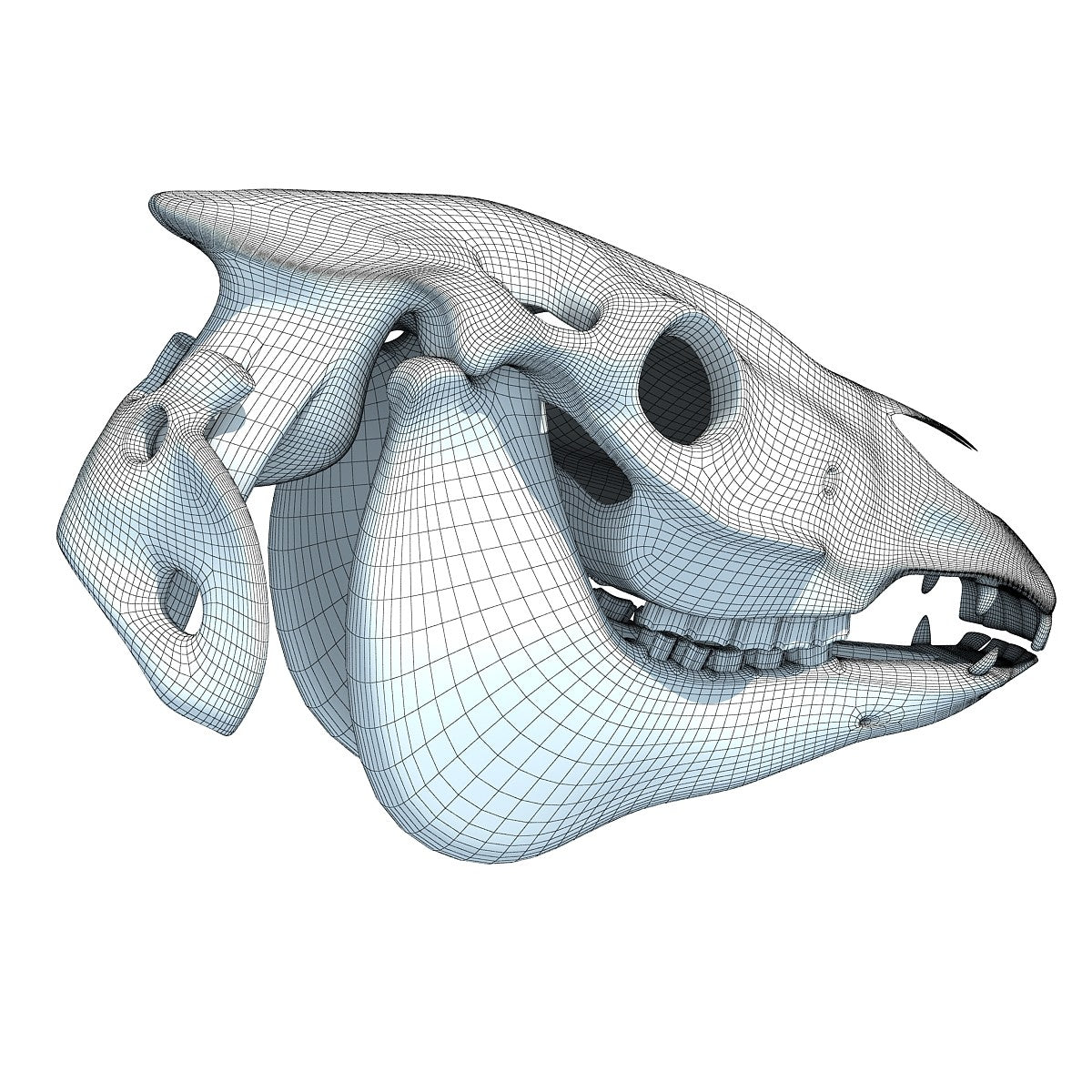 Horse Skull 3D Model