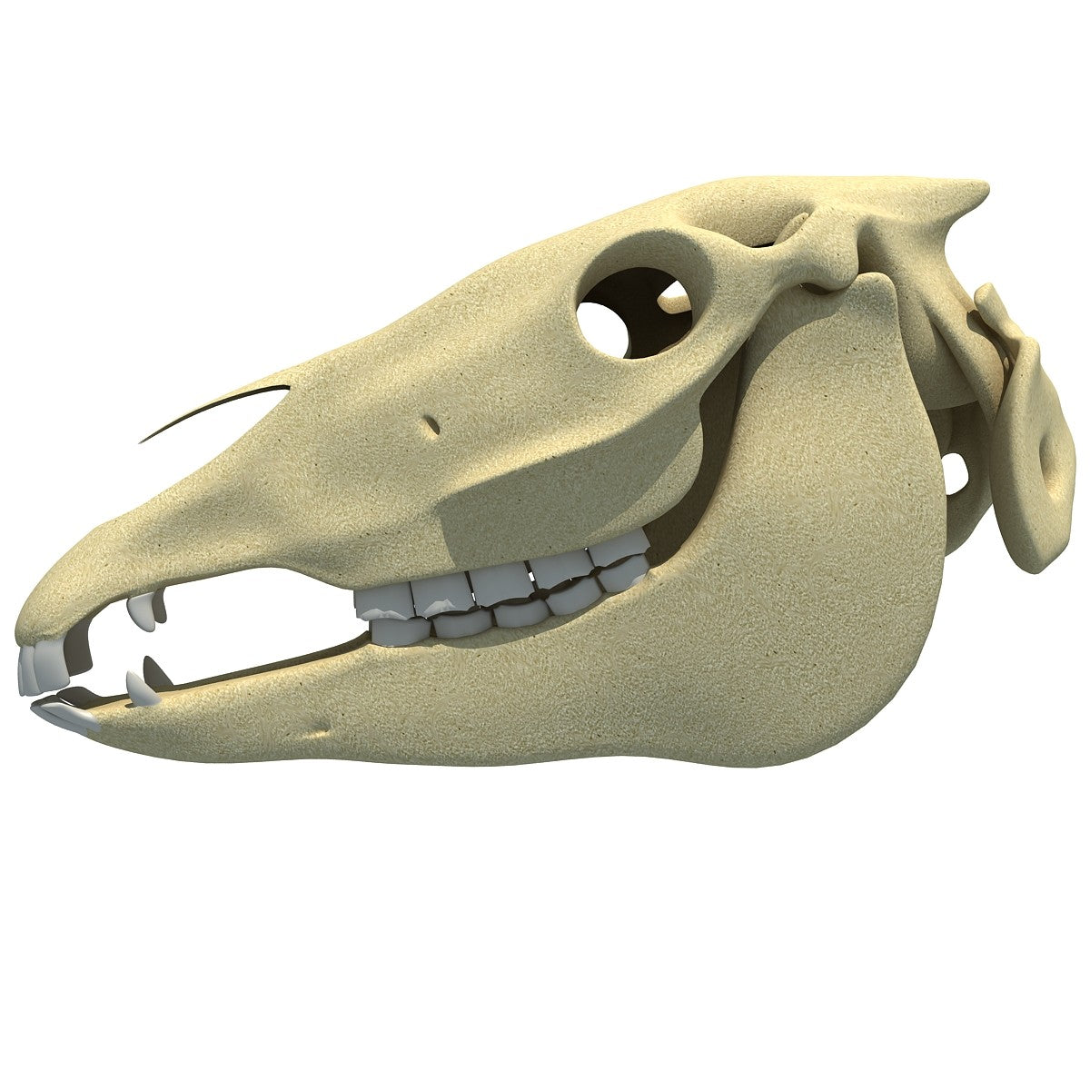 Horse Skull 3D Model