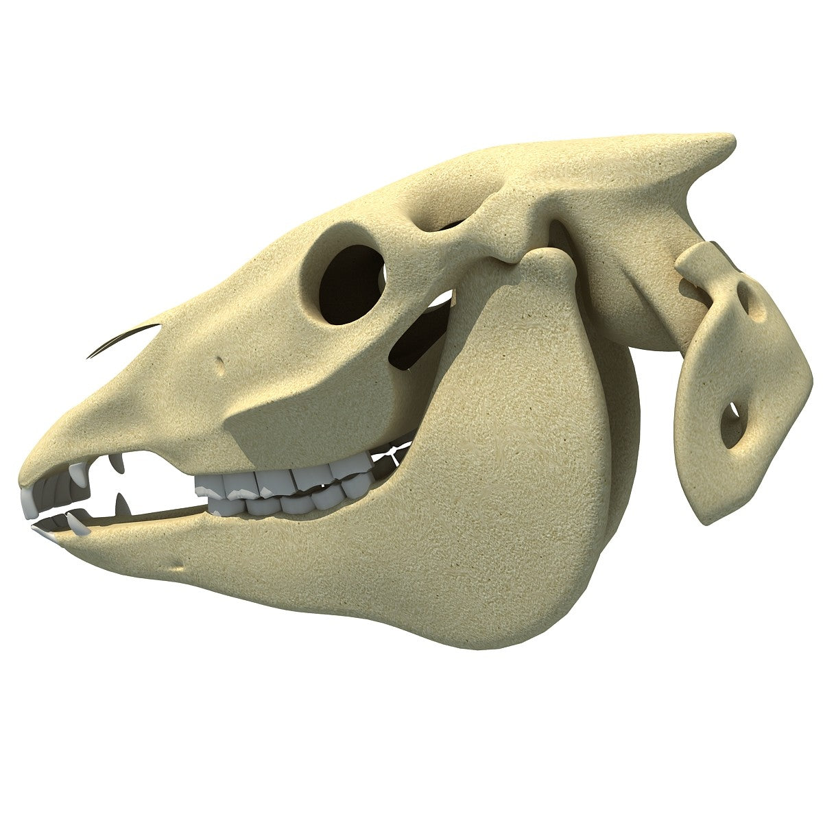 Horse Skull 3D Model