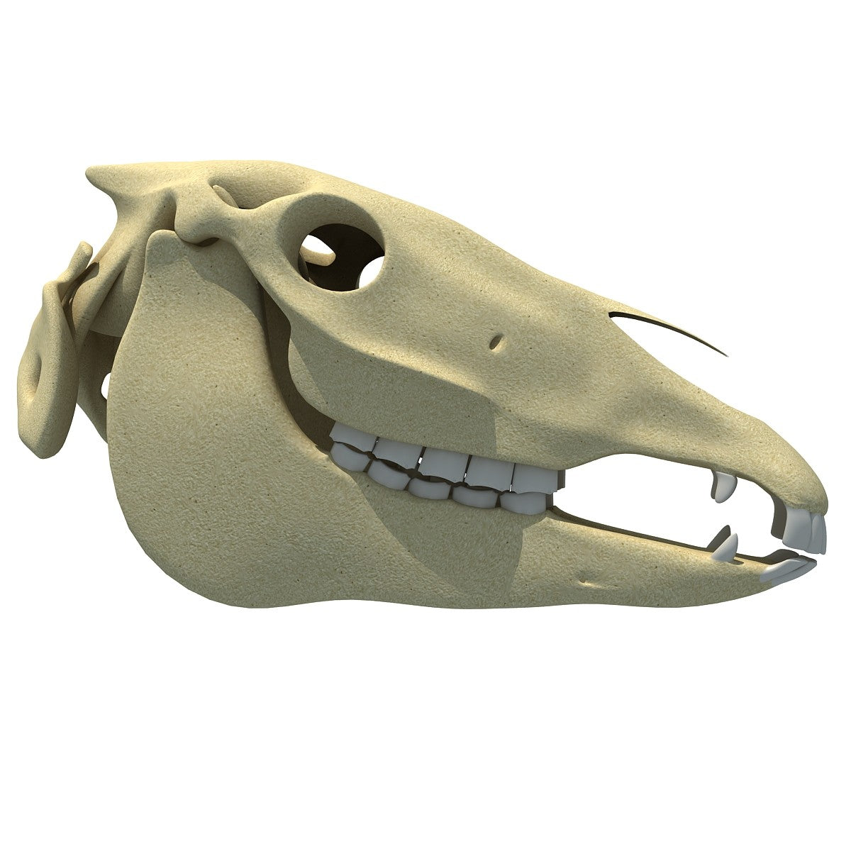 Horse Skull 3D Model