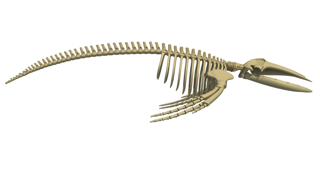 Humpback Whale Skeleton