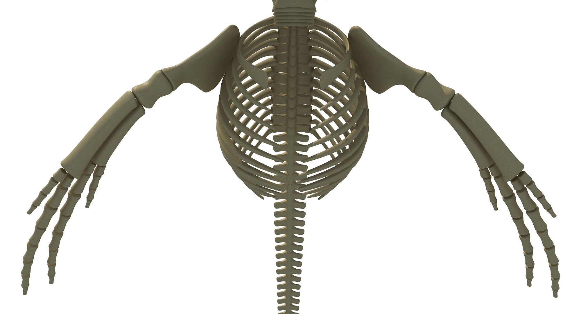 Humpback Whale Skeleton