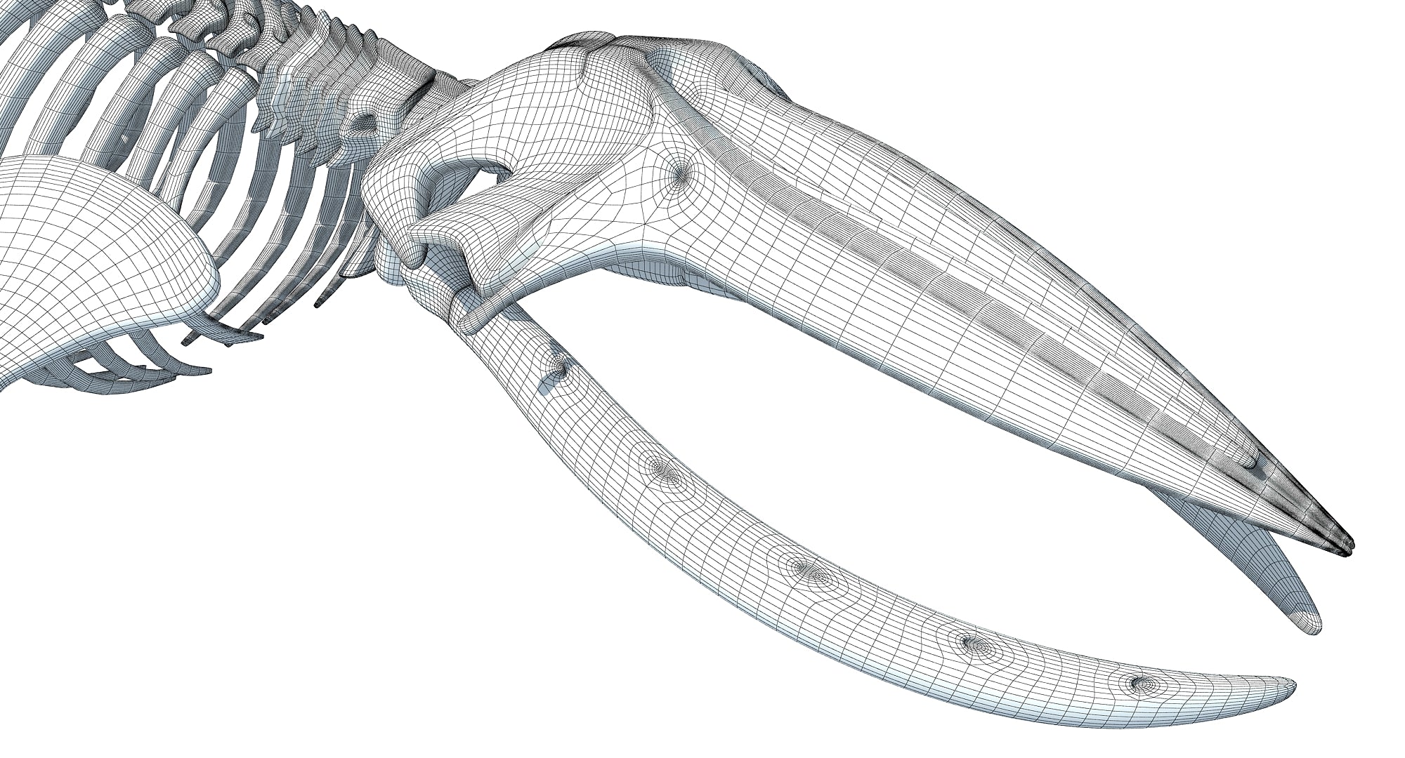 Whale Skeleton 3D Model