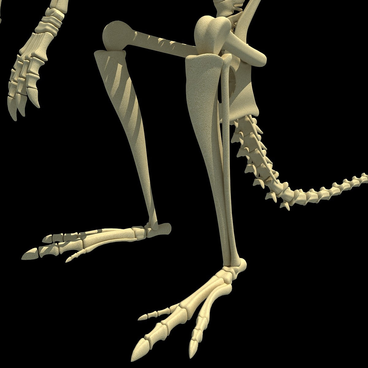 Kangaroo Skeleton Model
