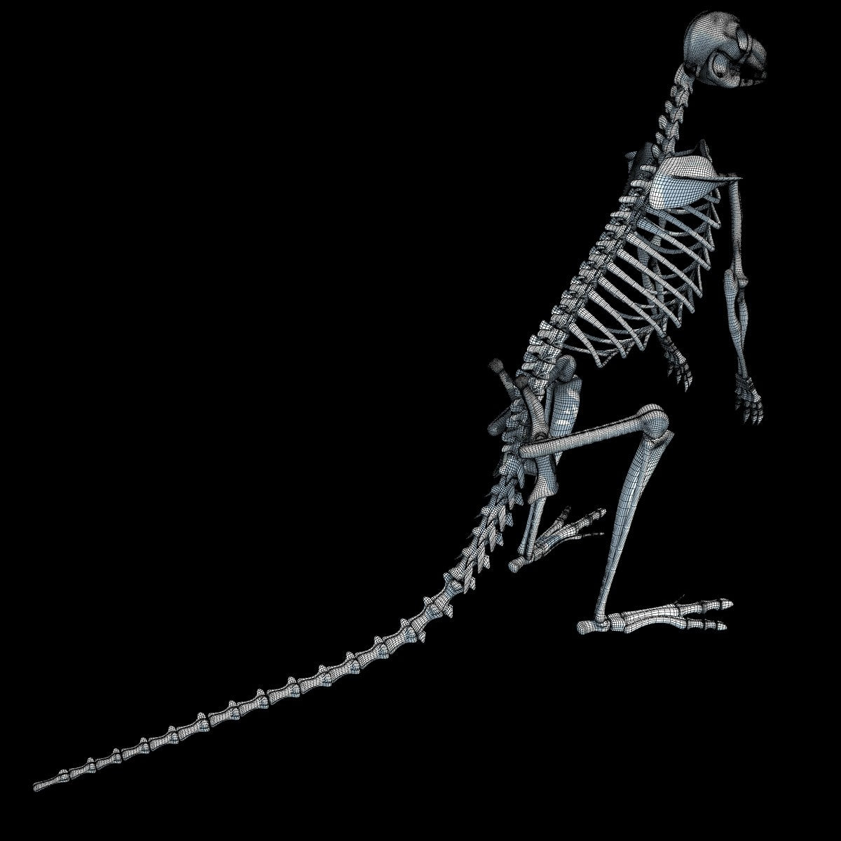 Kangaroo Skeleton