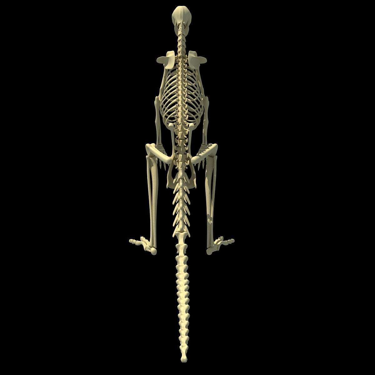 Kangaroo Skeleton 3D Model