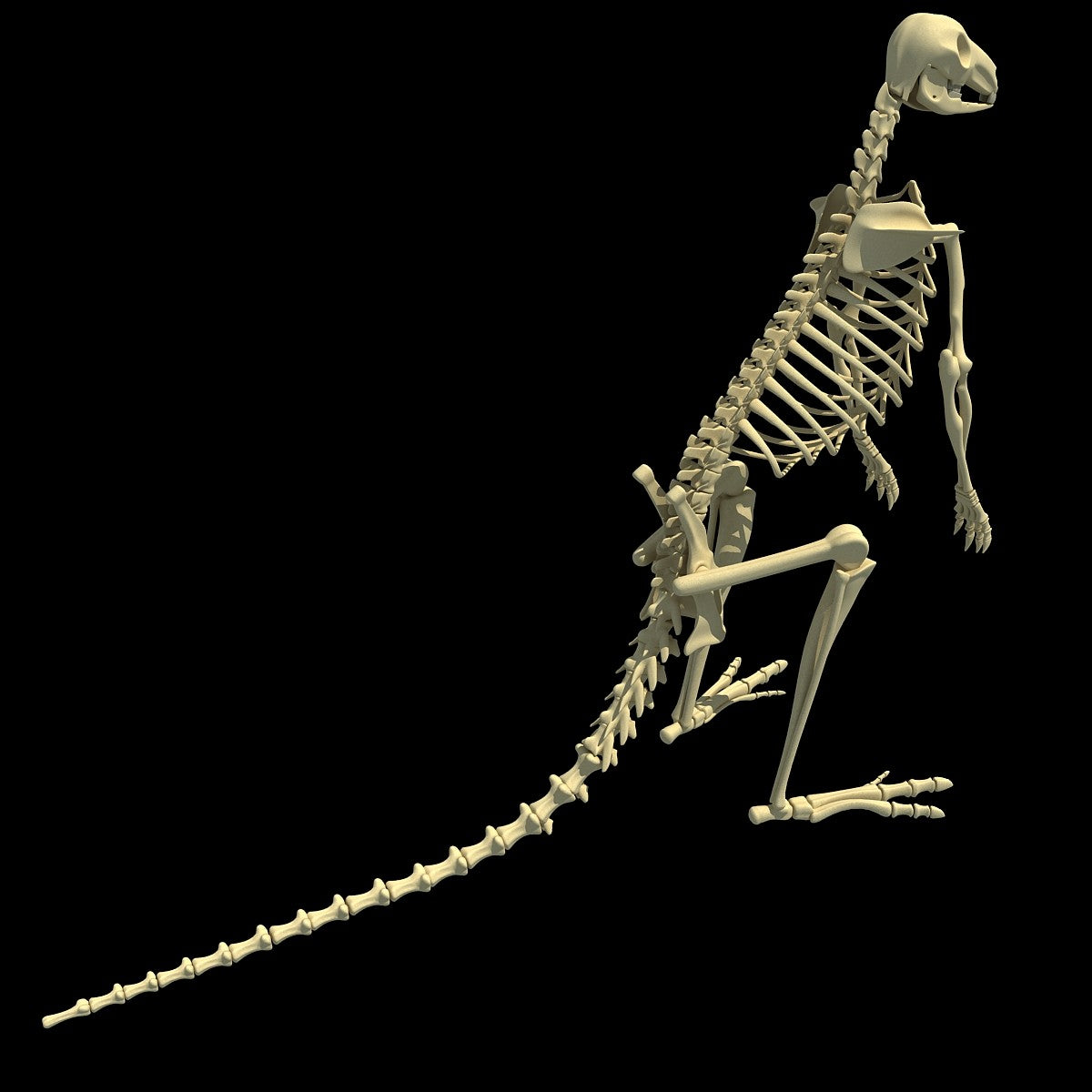 Kangaroo Skeleton 3D Model