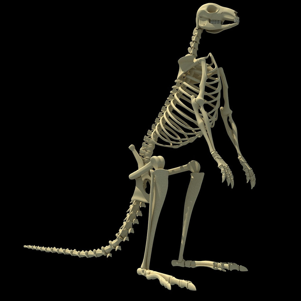 Kangaroo Skeleton Model