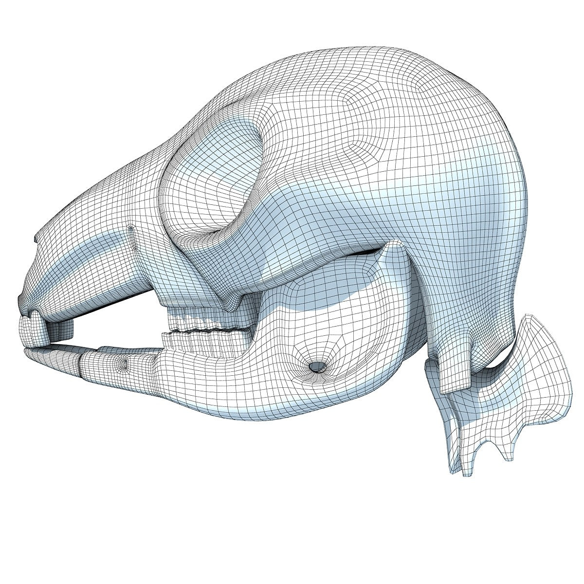 Kangaroo Skull 3D Model
