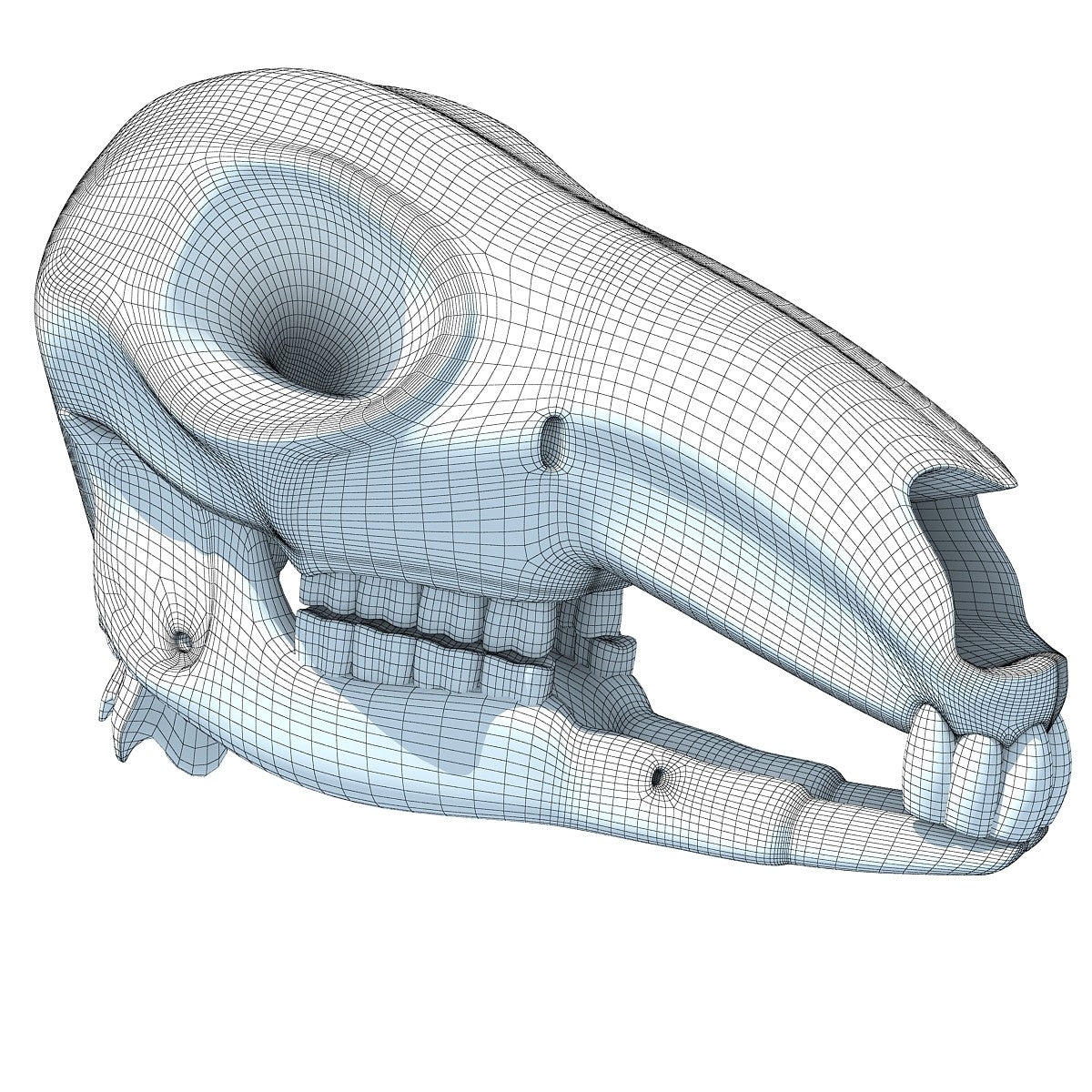 Kangaroo Skull 3D Model