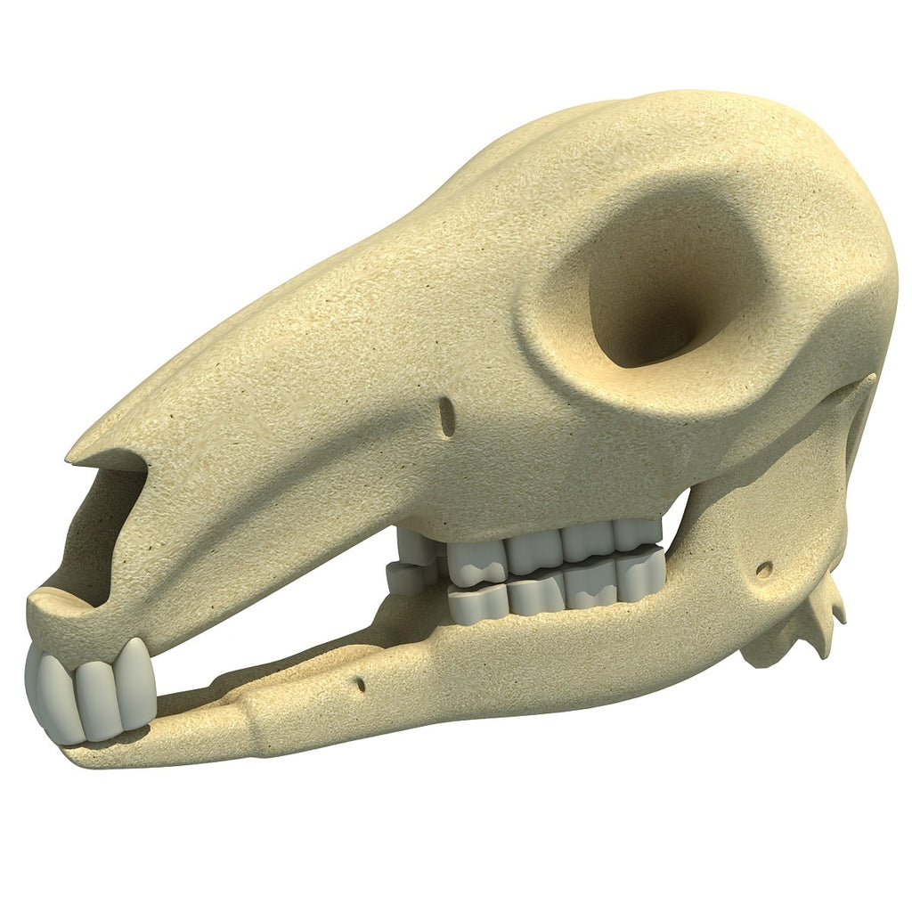 Kangaroo Skull