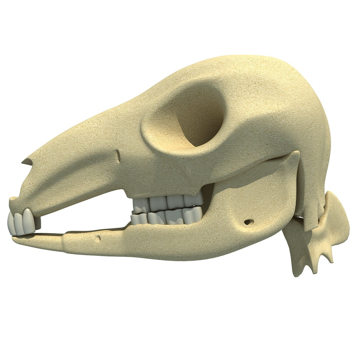 Kangaroo Skull