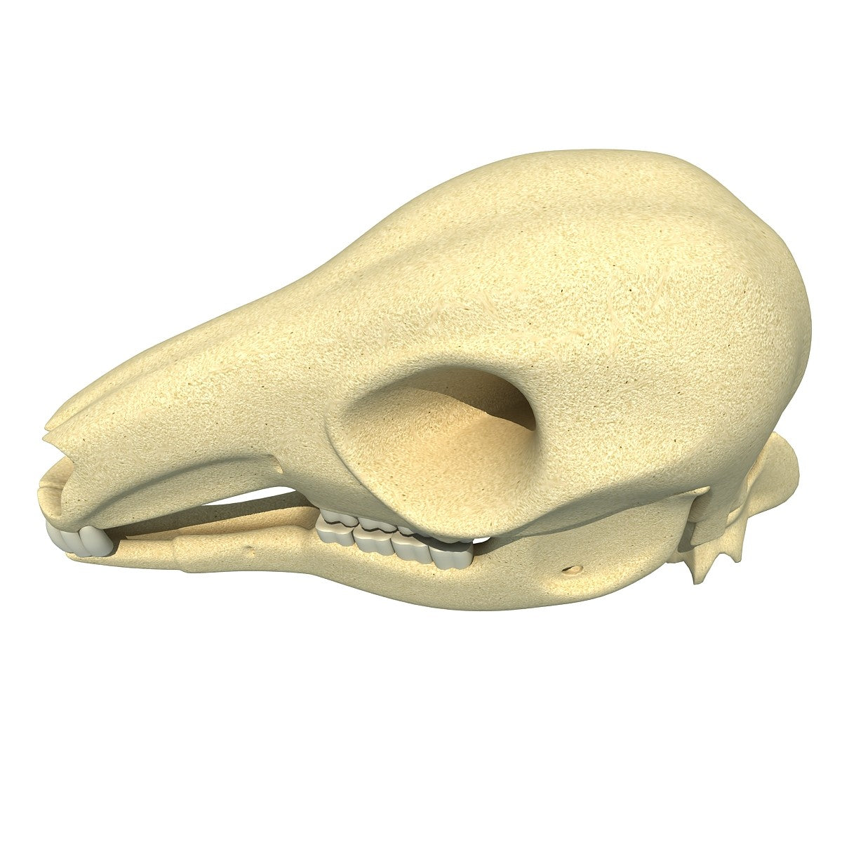 Kangaroo Skull