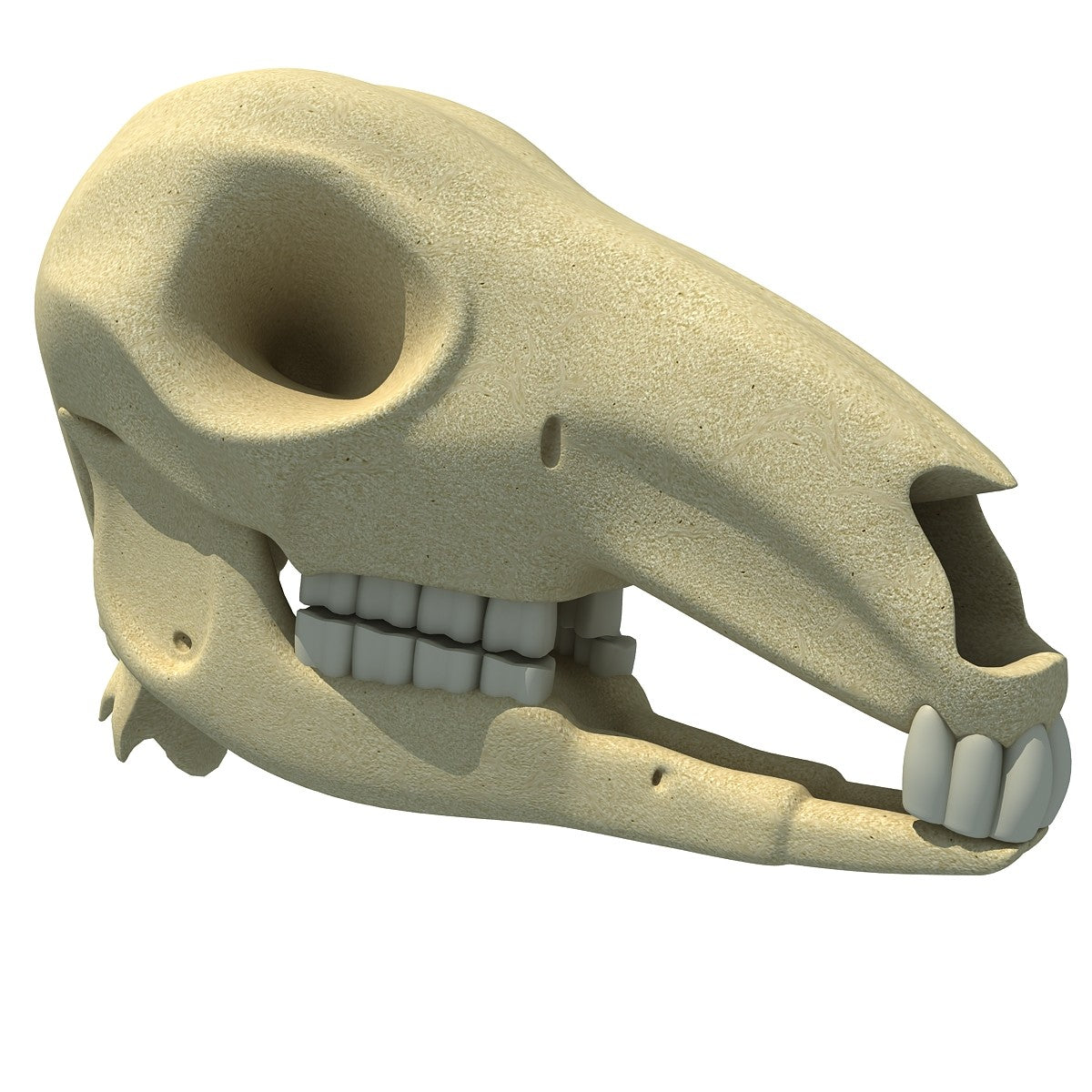 Kangaroo Skull