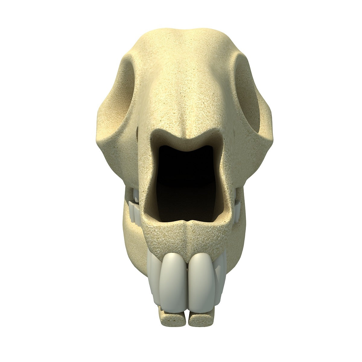 Kangaroo Skull