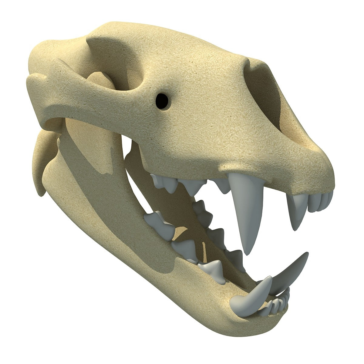 Lion Skull 3D Model
