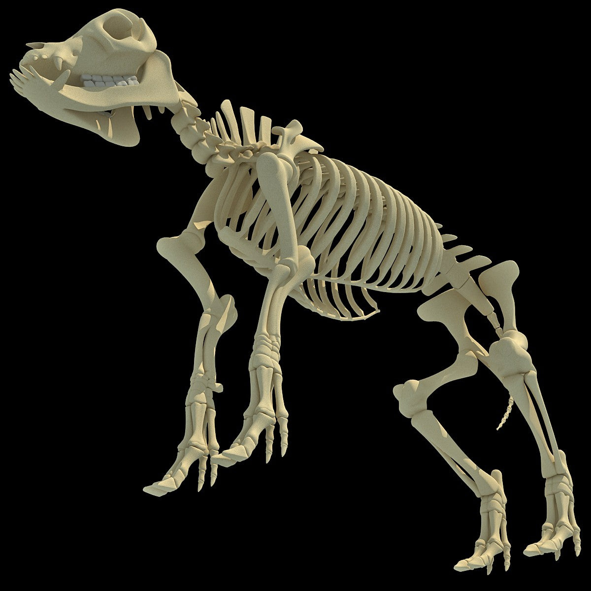 Pig Skeleton