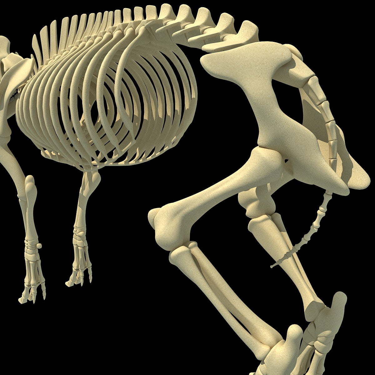 Pig Skeleton
