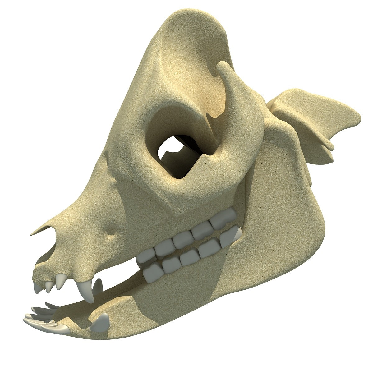 Pig Skull 3D Model