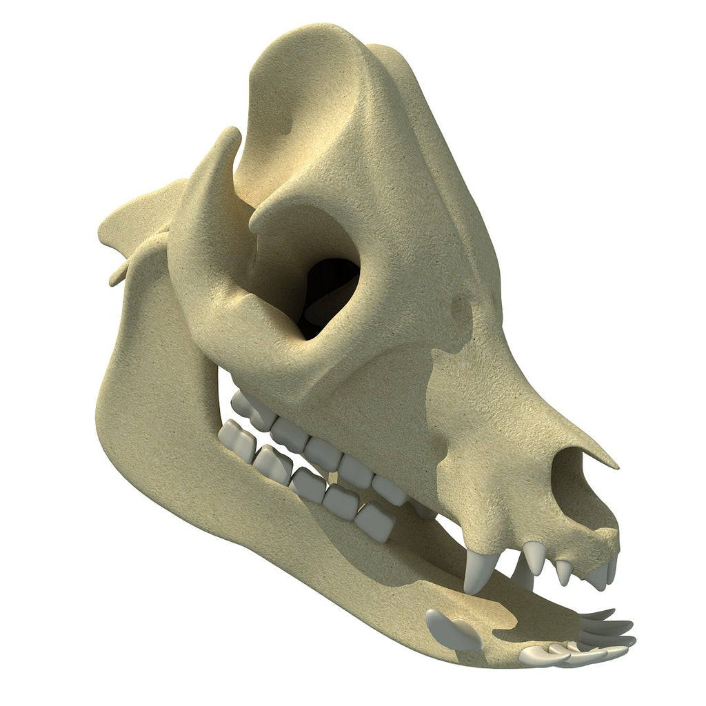 Pig Skull