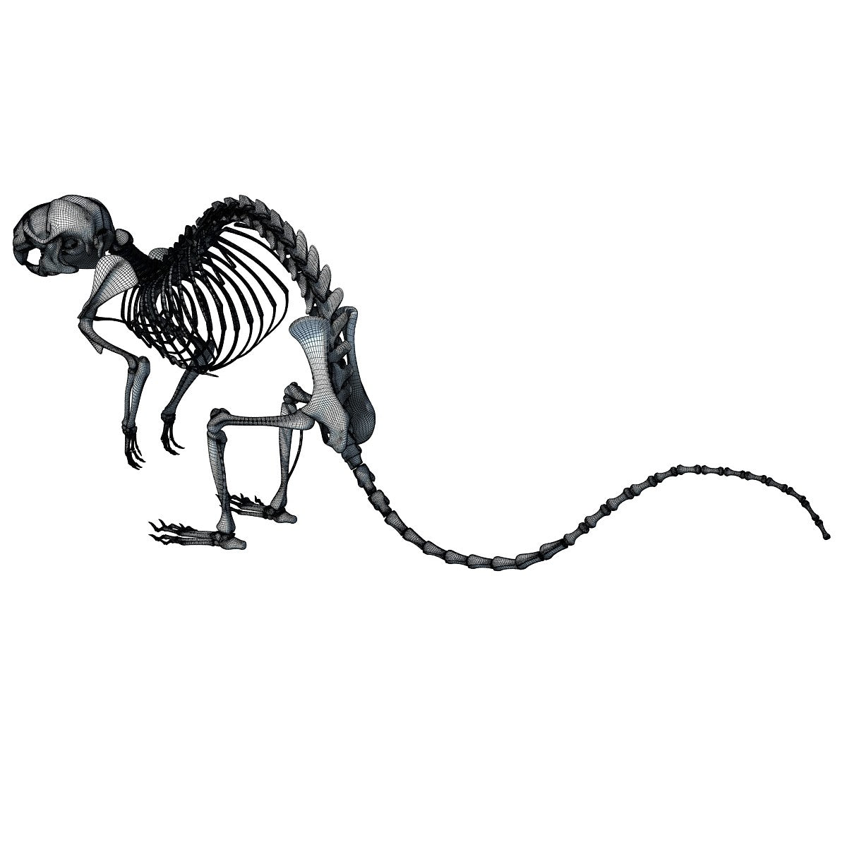 Rat Skeleton 3D Model