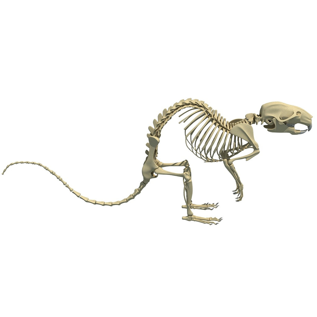 Rat Skeleton 3D Model