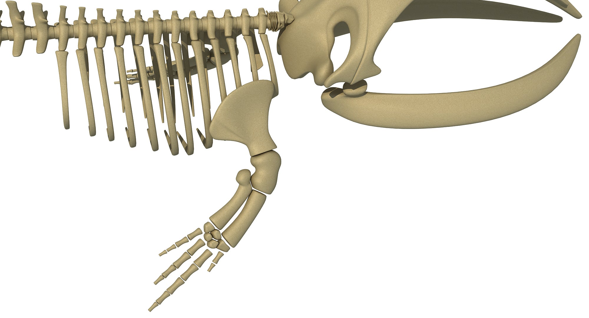 Right Whale Skeleton