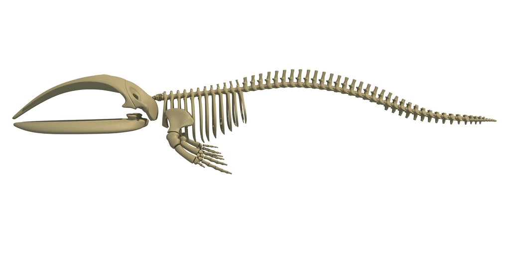 Right Whale Skeleton