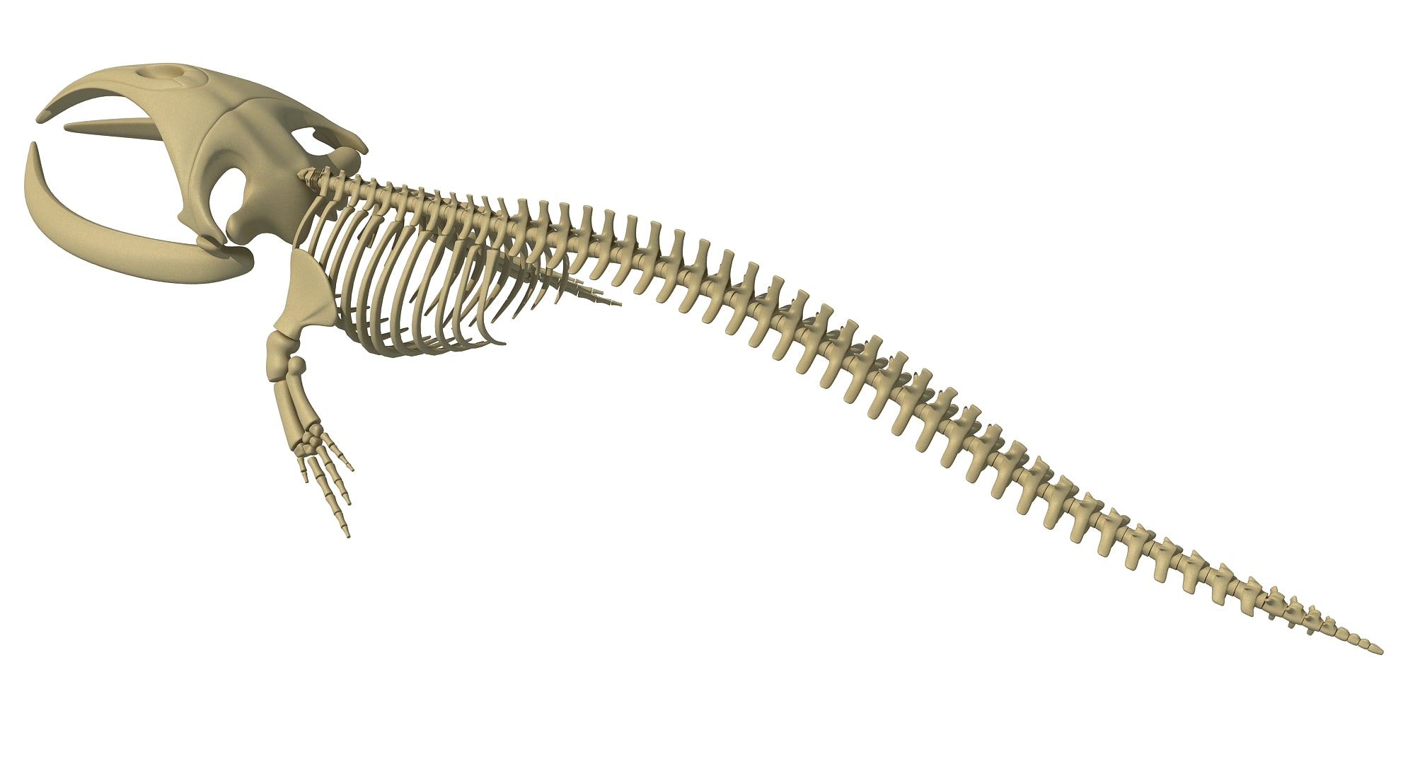 Right Whale Skeleton