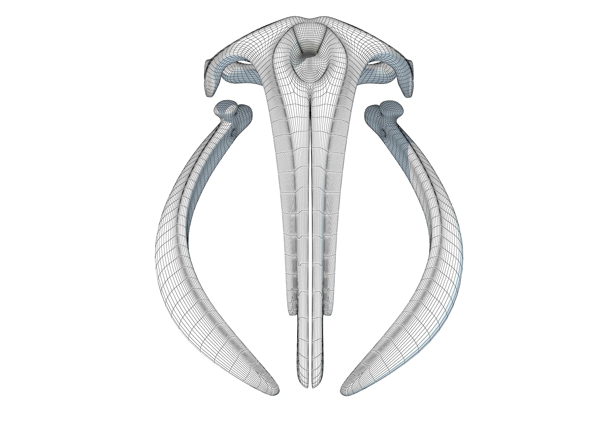 Right Whale Skull