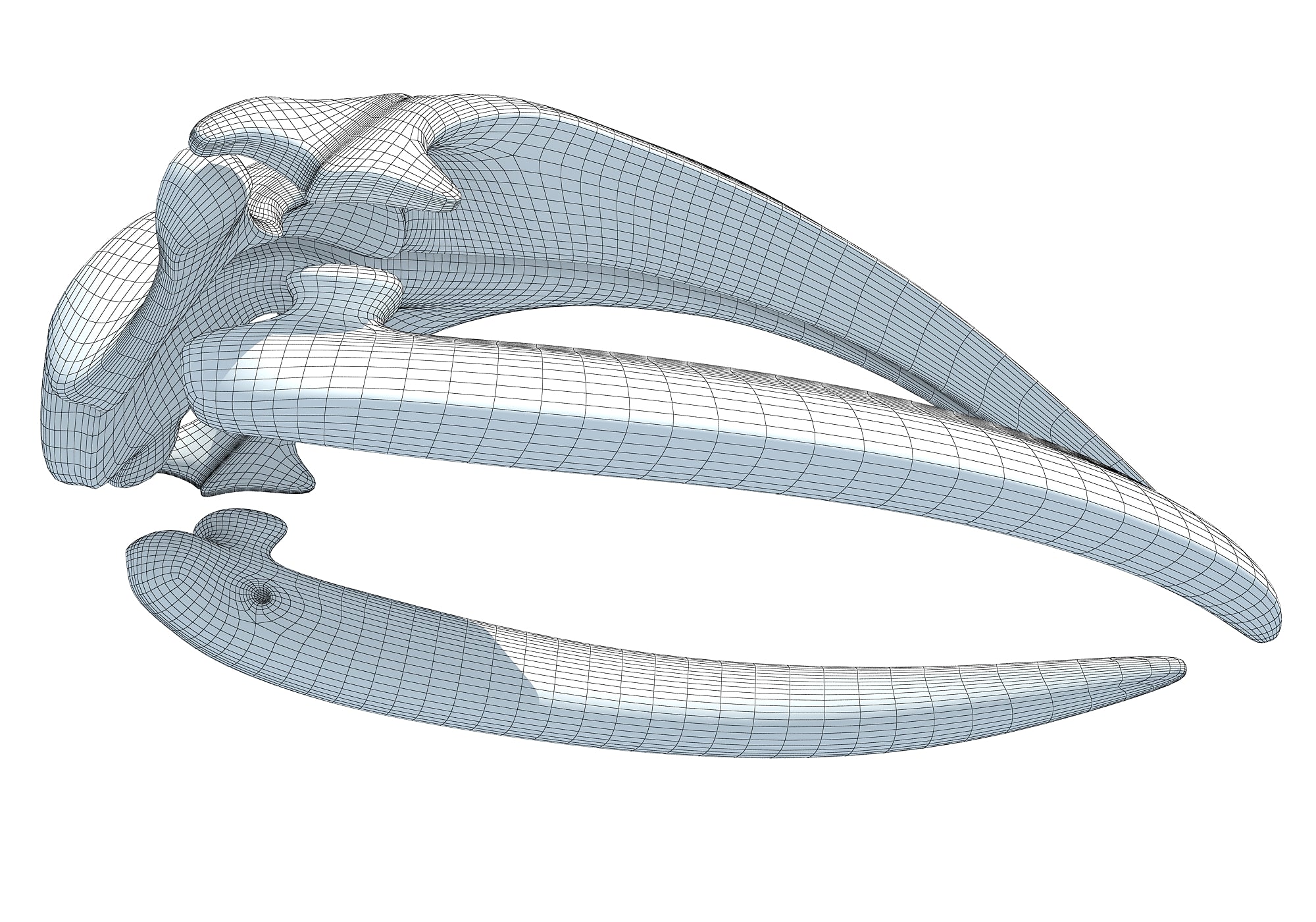 Right Whale Skull
