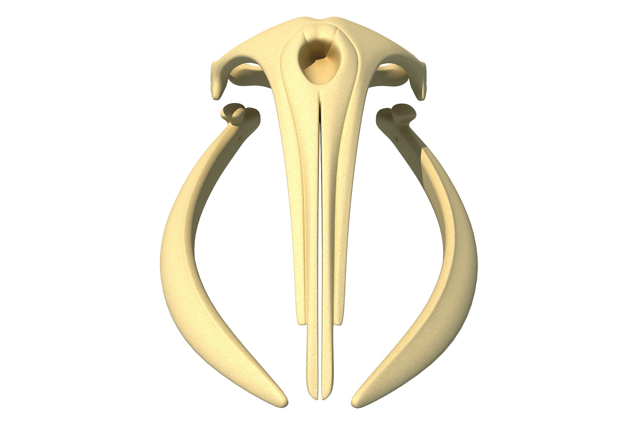 Right Whale Skull