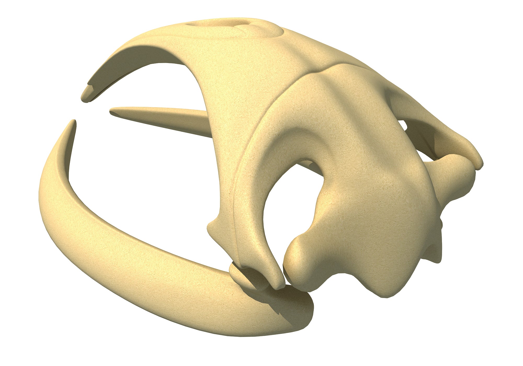 Right Whale Skull